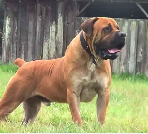 Can Boerboel Kill a Lion? • Support Wild