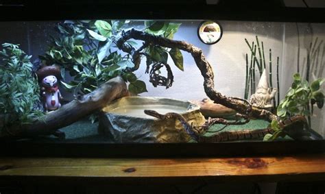 Super Crazy Snake Habitat. by lita584 on deviantART | Pet snake, Snake terrarium, Pretty snakes