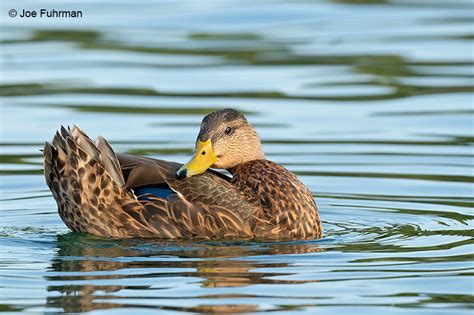 Mexican Duck – Joe Fuhrman Photography