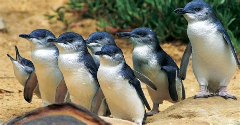 Phillip Island - Penguins, Koalas and Wildlife | musement