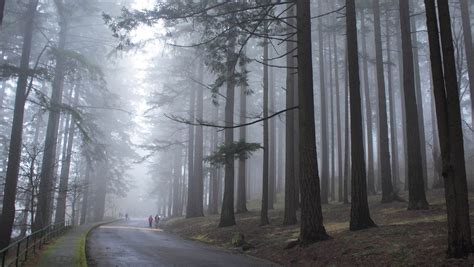 Transplanted to Portland...: Mt. Tabor city park