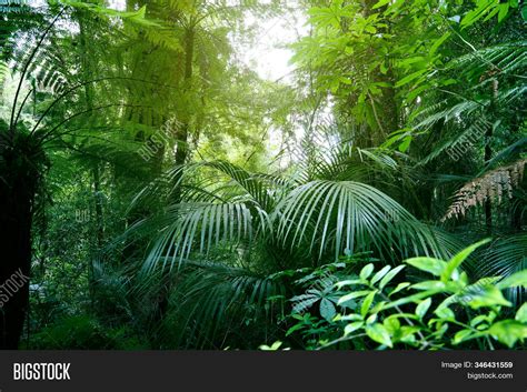 Tree Canopy Tropical Image & Photo (Free Trial) | Bigstock