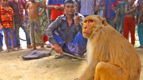 monkey dance | funny monkey show by street performer | funny animal videos - YouTube