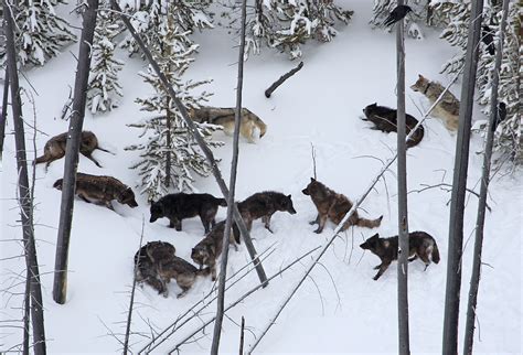 Studying Yellowstone's iconic wolves — Greater Yellowstone Coalition