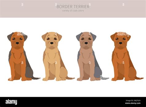 Border terrier clipart. Different coat colors and poses set. Vector illustration Stock Vector ...