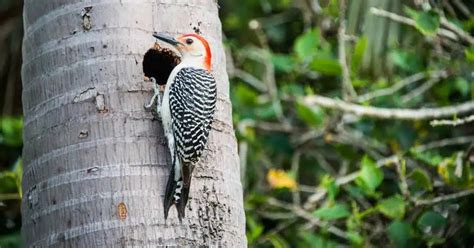 Woodpecker Behavior - AnimalBehaviorCorner