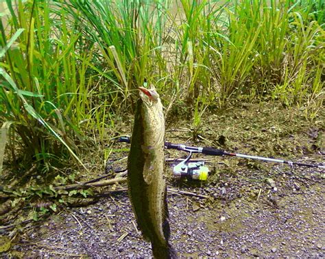 Cara Budidaya Manfaat Dan Mancing Ikan Gabus Terbesar Di Dunia | Info Terbaru 2017