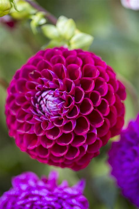 Eight red dahlias to grow | Favourite dahlias | Magenta flowers, Unusual plants, Weird plants