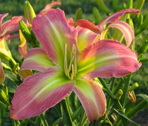 Hypatia* - $100.00 : Slightly Different Nursery, Creating Hybrid Daylilies for Hardy Daylily Lovers