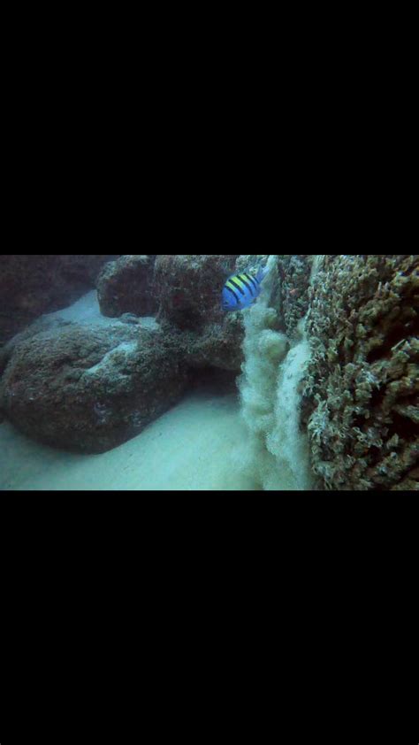 Underwater sandfalls are a unique geological feature, seen in very few places in the world with ...