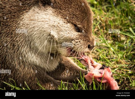 Otter eating fish close up Stock Photo - Alamy