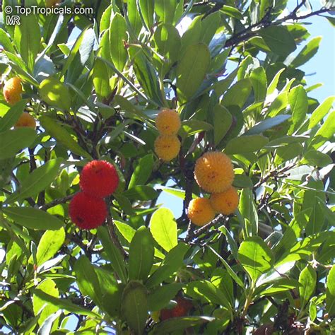 Arbutus unedo, Strawberry Tree