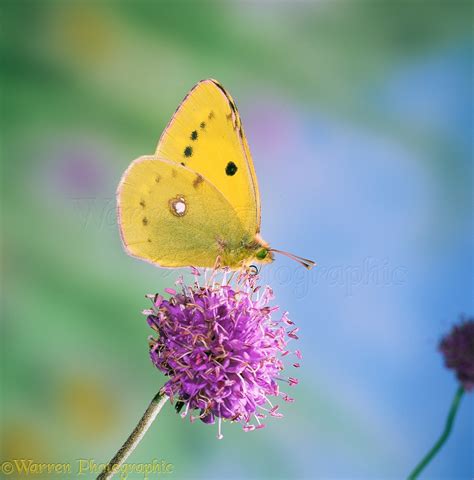 Clouded yellow butterfly photo WP16131