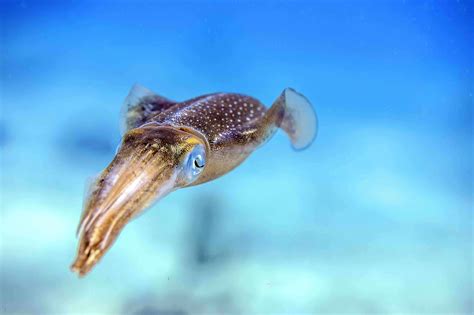 Cuttlefish VS Squid: What's The Difference? - Facts.net