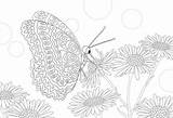 25 Free Printable Butterfly Coloring Pages  Parade sketch template