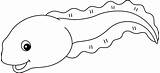Tadpole Animal Isolated Coloring Page For Kids 11487100 Vector Art At  sketch template