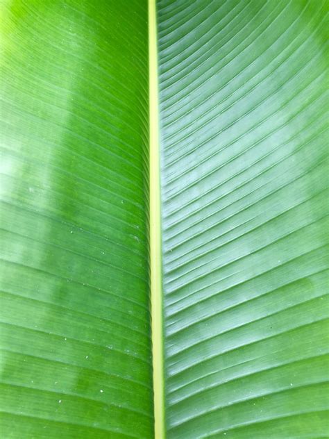 Free Images : nature, grass, palm tree, sunlight, texture, flower ...