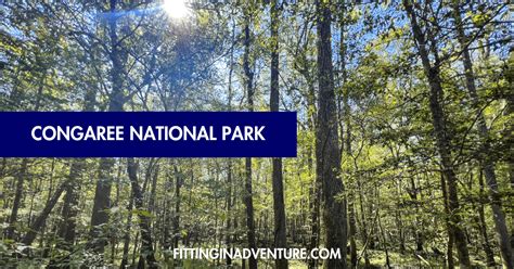 Explore the Natural Wonders of Congaree National Park: A Southern Gem ...