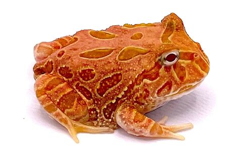 Strawberry PacMan Frog – Reptile Pets Direct