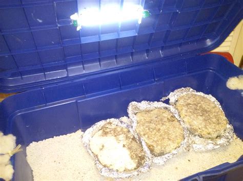 My "SuperCharged" (SC) Fruiting Chamber - Mushroom Cultivation - Shroomery Message Board