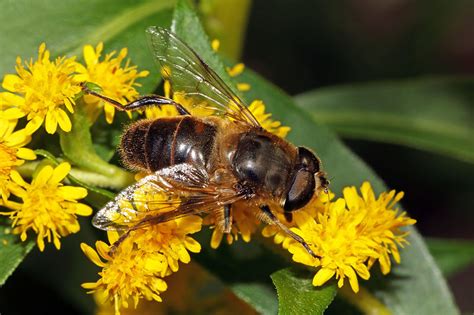 Eristalis tenax