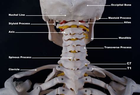 Pin on Muscles Nerves Human Anatomy