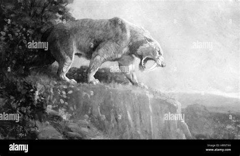 Smilodon hi-res stock photography and images - Alamy