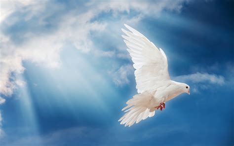 🔥 Download White Dove Flying Wallpaper For Desktop Of Cute Bird by @jesusmoore | White Dove ...