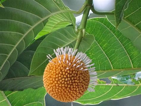 50 Anthocephalus Cadamba Seeds, Kadam Tree Seeds - Etsy