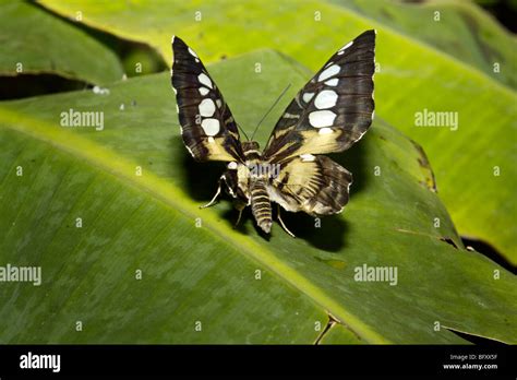 Butterflies at Butterfly World, Klapmuts, South Africa Stock Photo - Alamy