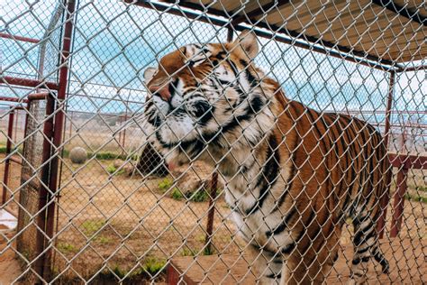 Visiting CARE Tiger Sanctuary in Bridgeport Texas - Ripped Jeans & Bifocals