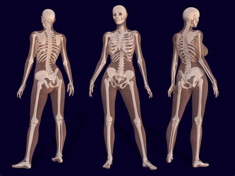 Female Vs Male Skeleton