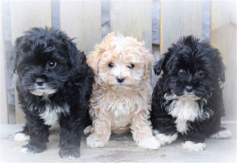 Havanese Toy Poodle Mix Puppies | Wow Blog