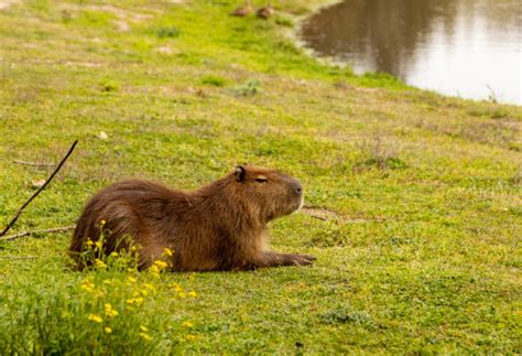 Capybara Petting Zoo in Houston - Houston Petting Zoo