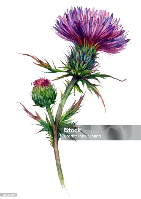 Watercolor Illustration Of Red Thistle Stock Illustration - Download ...