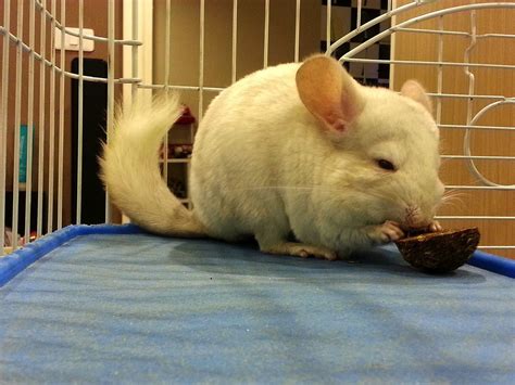 Safe Wood Chew Toys for Chinchillas