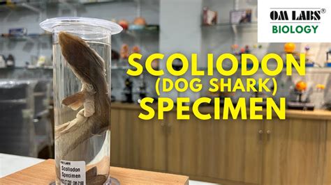 Scoliodon (Dog Shark) Specimen | Specimen Examining | Biology | OM LABS BIOLOGY - YouTube