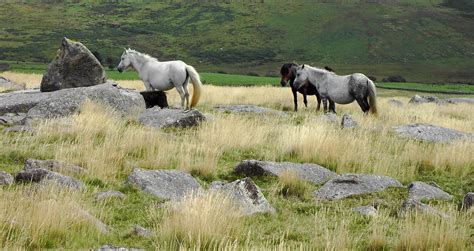 Dartmoor | Hardy, Compact, Sure-Footed | Britannica