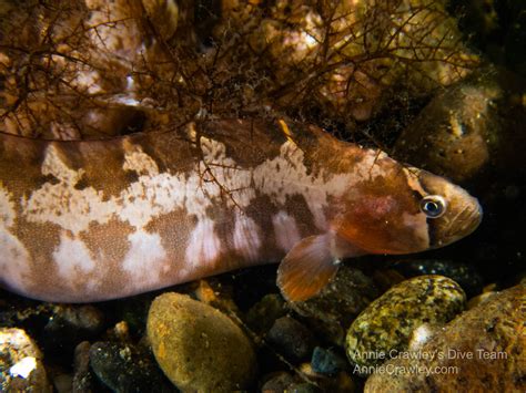 Gunnels—PNW Ocean Life—Species Identification — Edmonds Underwater Park