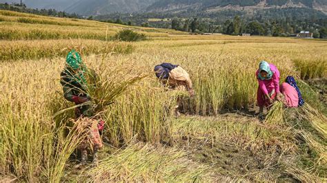 Understanding business of farmers and farming in India | Latest News India - Hindustan Times