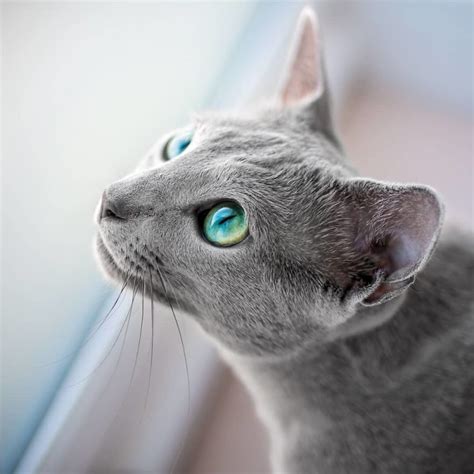 These Beautiful Russian Blue Cats Have The Most Mesmerizing Eyes ...