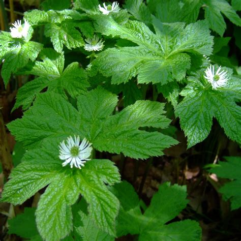 Bulk Goldenseal Root Powder - BulkHerbsandSpice.Com