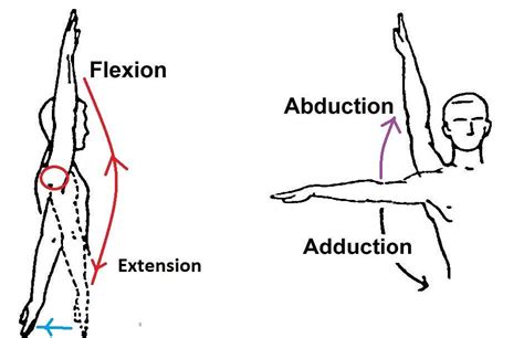 Shoulder Flexion And Extension, Hydrotherapy Bilateral Shoulder Flexion Extension : How do you ...