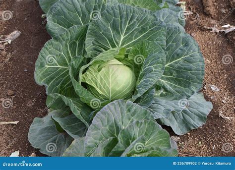 Harvesting cabbage. stock photo. Image of green, farm - 236709902