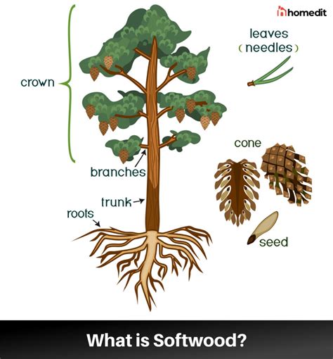 Softwood: Origin, Qualities, and Uses