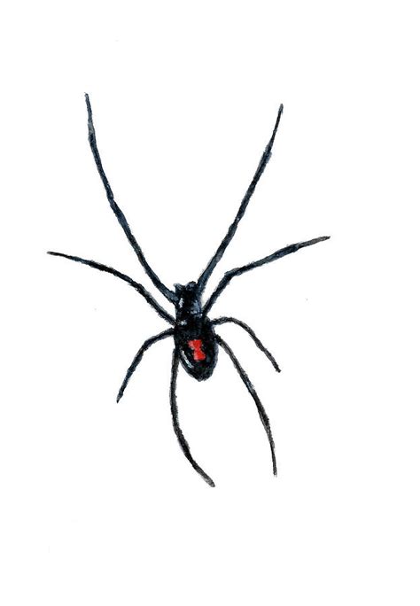 Black Widow Spider Painting by Michael Vigliotti - Pixels