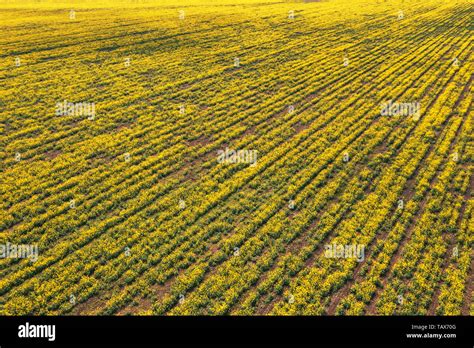 Aerial view of canola rapeseed field in poor condition due to drought ...