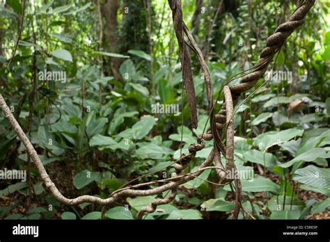 twisted vines and plant in tropical rainforest, kaeng krachan national ...