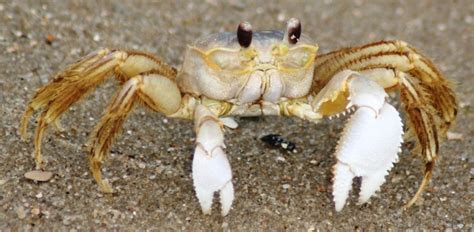 Invertebrates - Facts, Characteristics, Anatomy and Pictures | Crab, Arthropods, Sea creatures