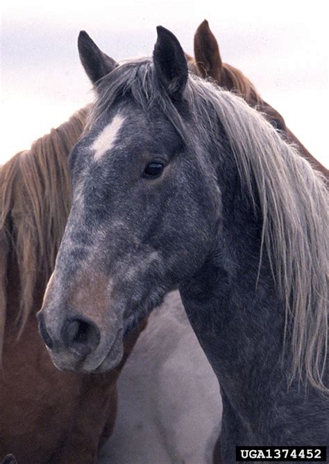 horse (feral) (Equus caballus (feral type))